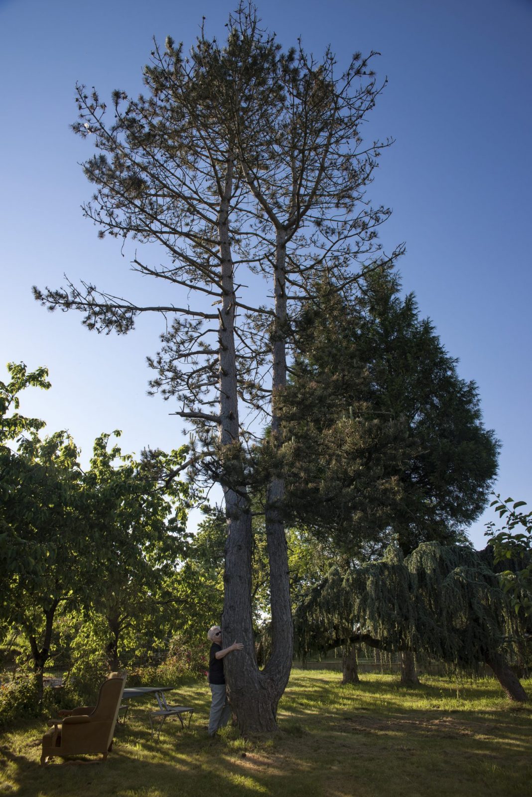 Josiane, tree hugger, and a Pine hugged tree (Mayenne, 2017)
